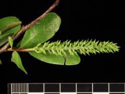 Salix lasiandra subsp. lasiandra. Female catkin. Image: D. Glenny © Landcare Research 2020 CC BY 4.0
